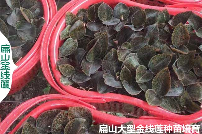 周寧金線(xiàn)蓮種苗批發(fā)