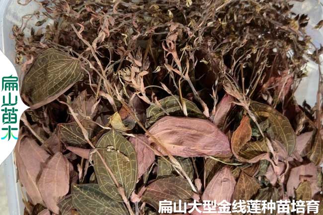 福建林下金線(xiàn)蓮干貨