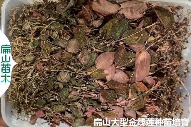 16點(diǎn)種植金線(xiàn)蓮的土壤條件澆水 品種選擇 環(huán)境密度 時(shí)間氣候