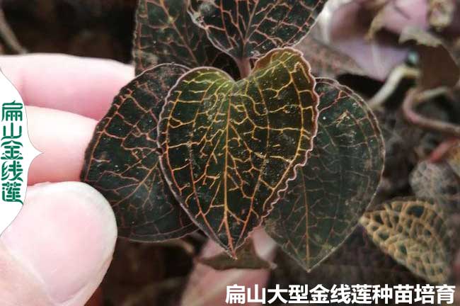 福建種金線(xiàn)蓮種苗