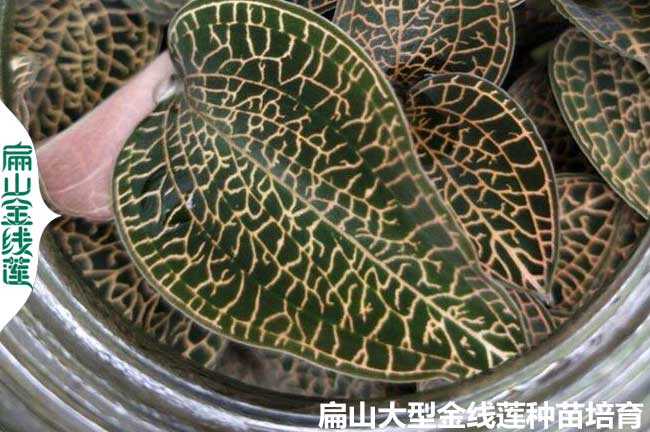 福州林下金線(xiàn)蓮種苗