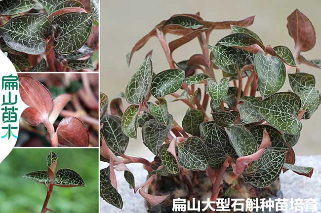 金線(xiàn)蓮種植技術(shù)