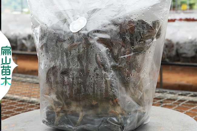 漳州袋裝金線(xiàn)蓮種苗