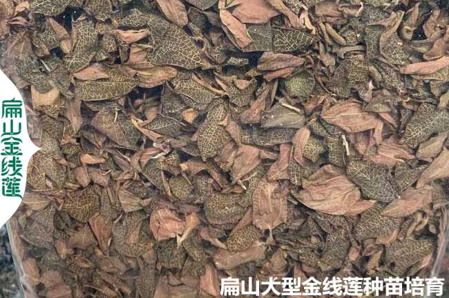 金線(xiàn)蓮干貨