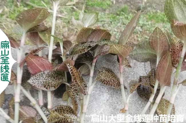 漳州新鮮金線(xiàn)蓮種苗