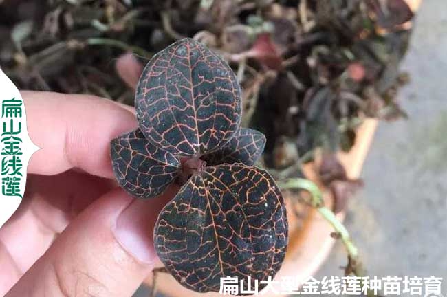 福建金線(xiàn)蓮廠(chǎng)家
