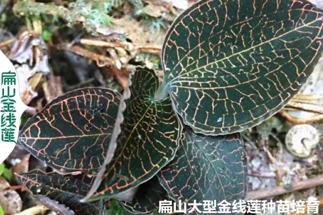 廣西大棚金線(xiàn)蓮種植技術(shù)