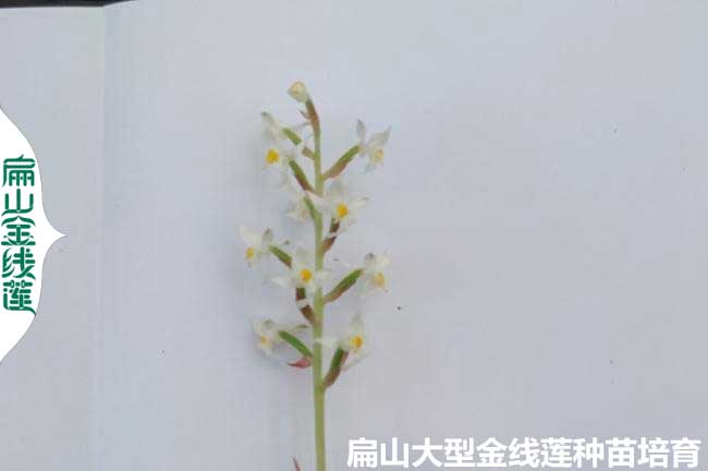 金線(xiàn)蓮回收