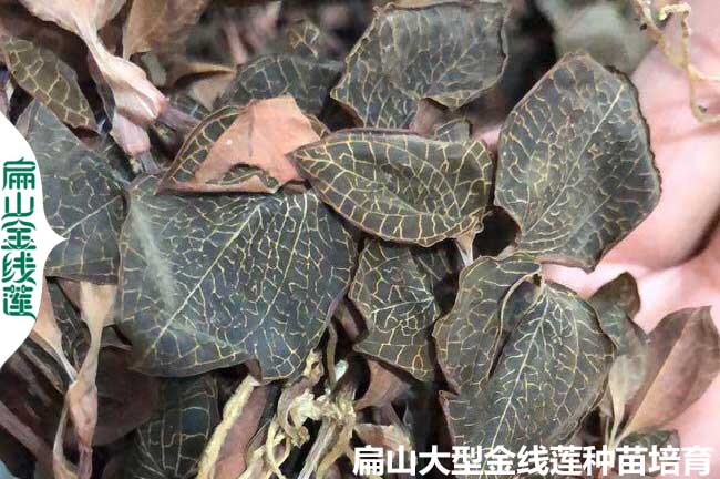 福建金線(xiàn)蓮種植條件
