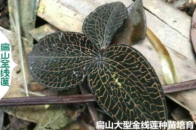 龍巖林下種植金線(xiàn)蓮