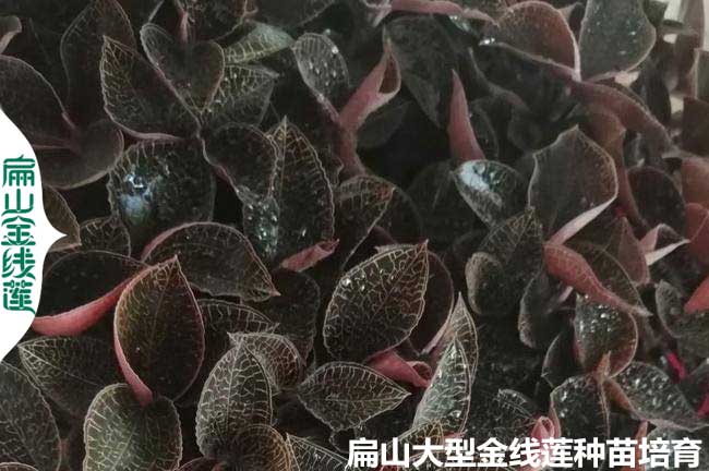 龍巖金線(xiàn)蓮種苗