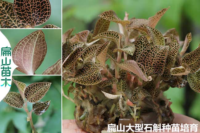 寧德紅霞金線(xiàn)蓮種苗