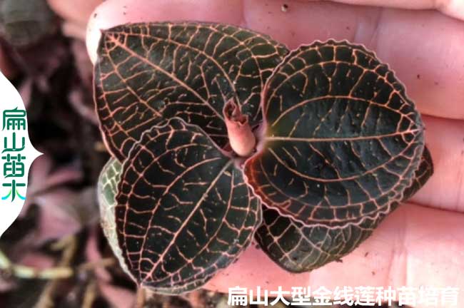 泉州金線(xiàn)蓮種苗批發(fā)