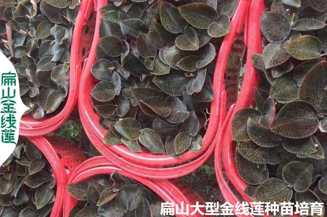 龍巖新鮮金線(xiàn)蓮