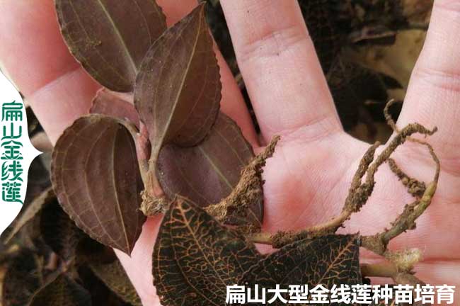 漳州紅霞金線(xiàn)蓮種苗