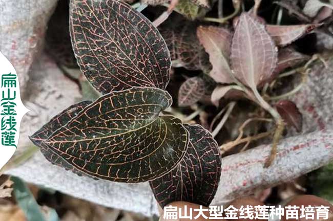 福建特級金線(xiàn)蓮種苗