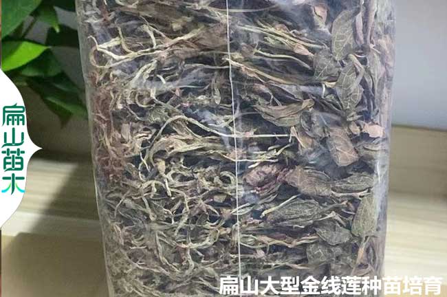 長(cháng)泰金線(xiàn)蓮干貨