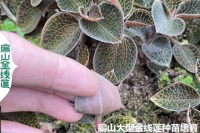 福建林下種植金線(xiàn)蓮