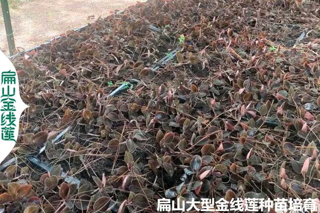 南靖仿野生金線(xiàn)蓮種苗