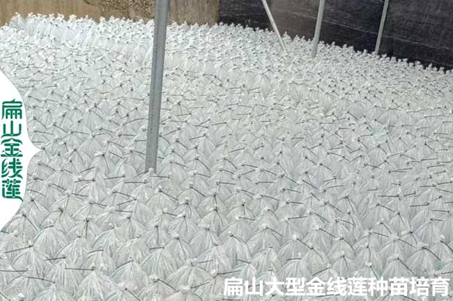 龍巖金線(xiàn)蓮種苗