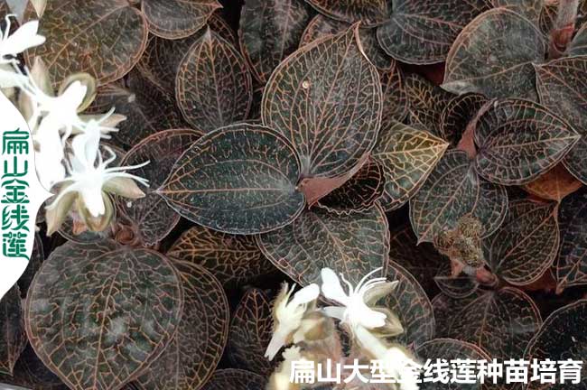 16點(diǎn)種植金線(xiàn)蓮的土壤條件澆水 品種選擇 環(huán)境密度 時(shí)間氣候