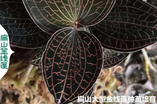 金線(xiàn)蓮回收套路