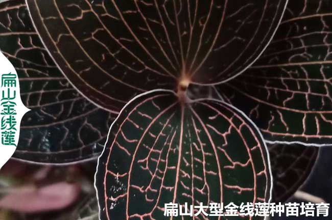 福建金葉金線(xiàn)蓮種苗