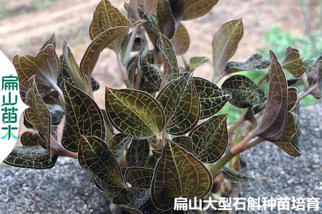 漳州紅霞金線(xiàn)蓮苗