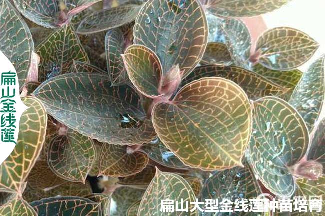 福建紅霞金線(xiàn)蓮種苗