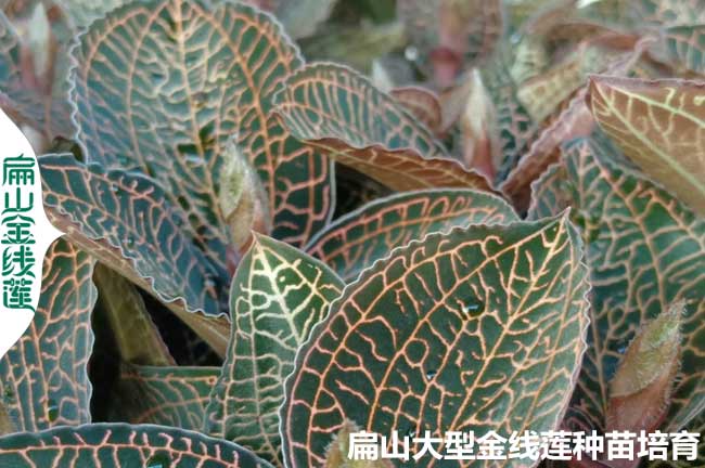 南靖大葉金線(xiàn)蓮苗