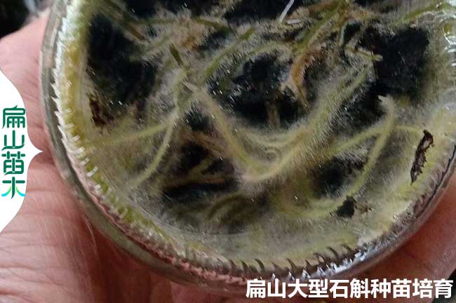 漳州金線(xiàn)蓮瓶苗批發(fā)
