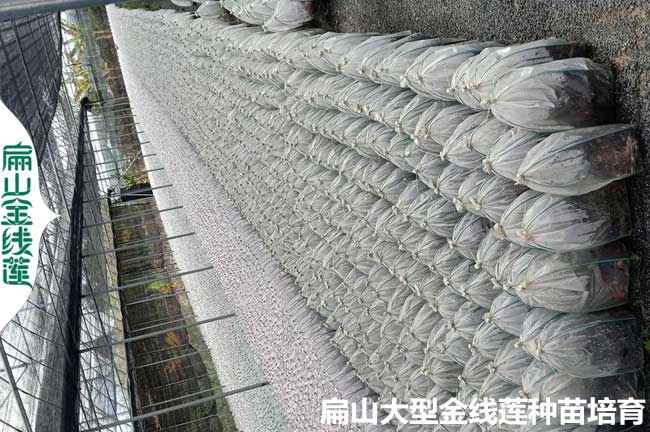 福建套袋金線(xiàn)蓮種苗