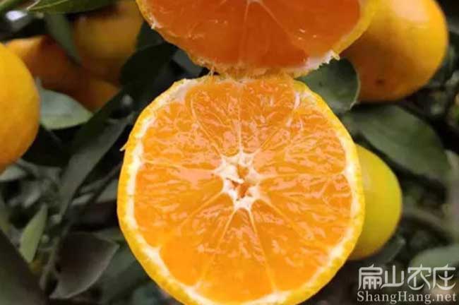 肇慶橘子樹(shù)種植