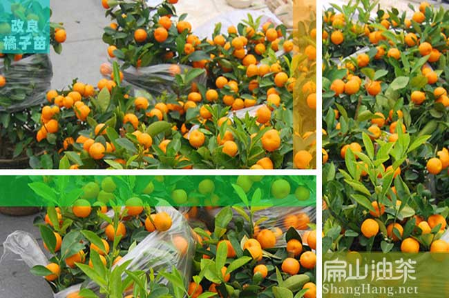 梧州沃柑樹(shù)苗 