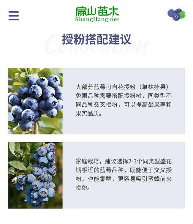 藍莓種植技術(shù)