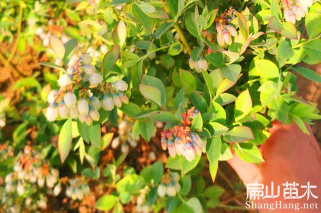 帶花苞藍莓苗