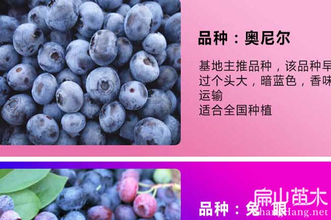 漳州藍莓樹(shù)苗