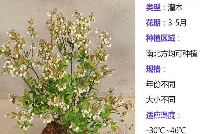 龍巖藍莓苗 