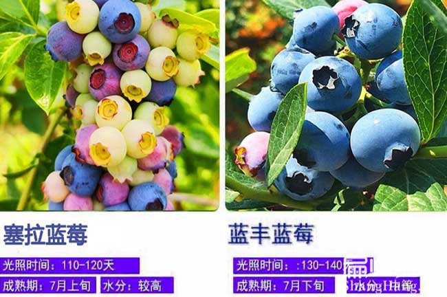 藍莓種植技術(shù)