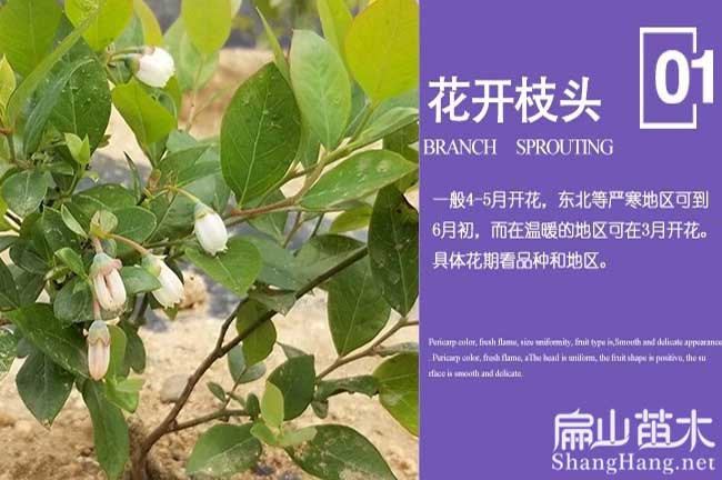 兔眼藍莓樹(shù)苗批發(fā)