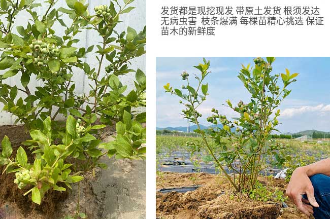 福建大果藍莓樹(shù)苗