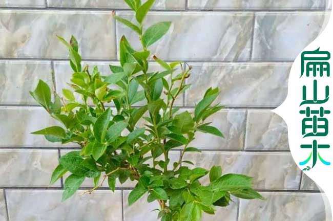 [大果藍莓苗批發(fā)]貴港已掛果杯苗10年玉林營(yíng)養袋苗-扁山苗木