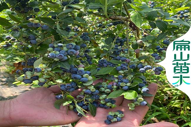 新余藍莓苗批發(fā)