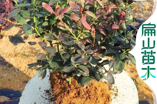 福建藍莓種植