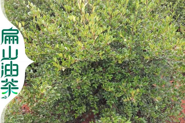 地徑7公分油茶樹(shù)
