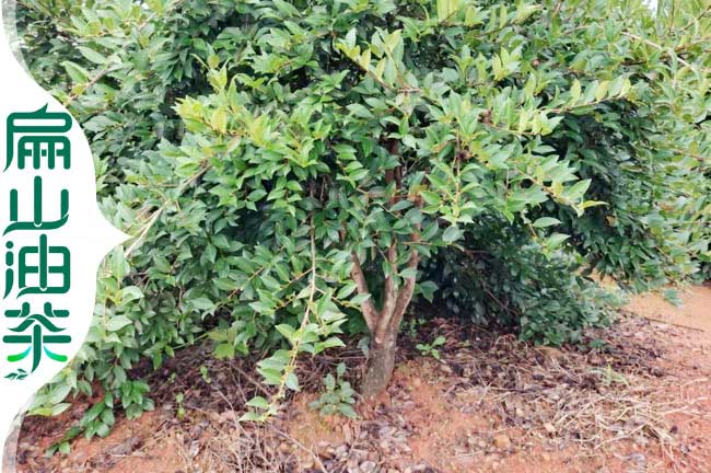 地徑5公分油茶樹(shù)