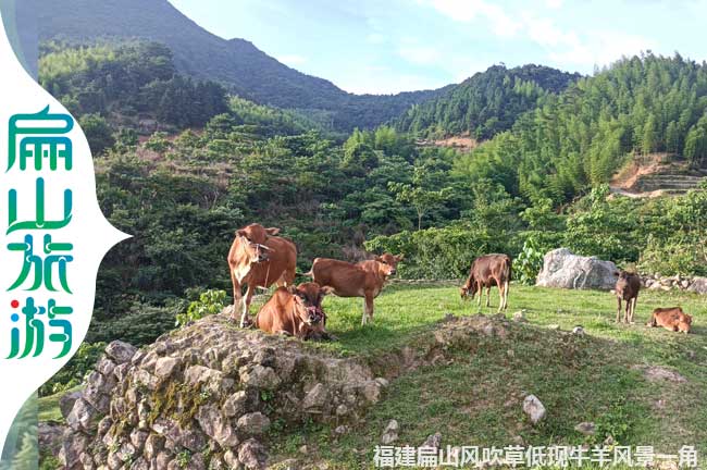 上杭散養黃牛養殖風(fēng)景區