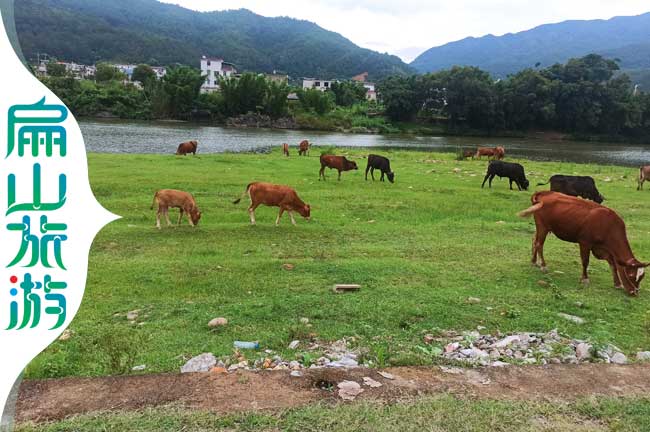 上杭黃牛養殖基地