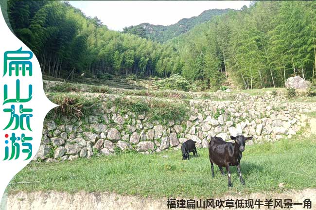 上杭野外養殖黑山羊