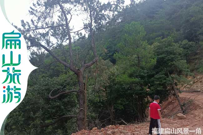舊縣路邊松樹(shù)美景
